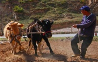 古代俗语：“前妻如草，后妻如宝”，啥意思？道出男人的本性