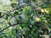 廖华歌：又是一年木瓜｜中原作家