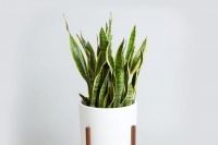 卫生间异味比较重，可以试试养这几种植物