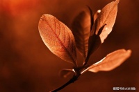 大洋诗歌：在被海水阻隔的月亮岛，你打渔晒网，和别的女子有什么两样？