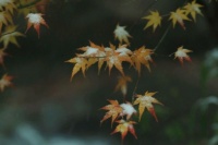 梁实秋： 如果大家都能守时