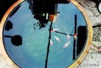 新手养金鱼，新鱼入地缸，水位如何控制？这里有好建议