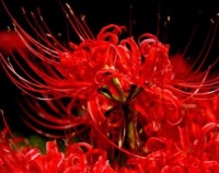 全年生长的“彼岸花”，花叶永不见，1颗种球埋土里，长一片花海