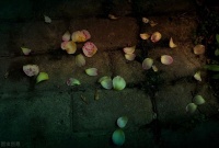 大自然的净化功能