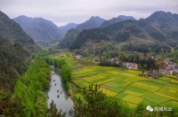 胡中华：心中的麦田