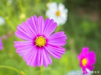 红萤：那一夜 我迷失了自己（组诗）｜新诗荐读