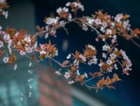 享受孤独 虽败犹荣