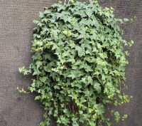 5种盆栽最适合放在卫生间，超耐阴，还能去除异味！