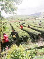 不忘初心，只争朝夕，新洲千亩茶垄长“金叶”