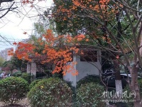 詠馨寄示叢楓摄影，有紅葉疏落之歎，報以折腰體一絶