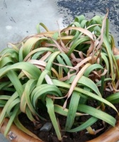 养水仙花有小技巧，学会了，叶绿开花旺