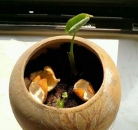 不要让这些养花技巧糟蹋你的爱花，这些误区要注意！