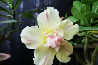 养沙漠玫瑰，只需做好这“4点”，度夏无忧，花开满枝头！