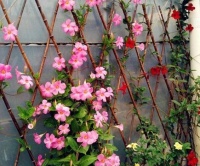 养爬藤植物，就养“飘香藤”，好养易开花，花开百朵，满屋飘香！