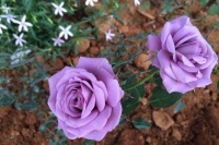 值得入手的盆栽花，好养如绿萝吊兰，全年花开不断，观赏价值高