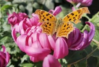 杨树梢头的蝴蝶 /赵寅辰诗二首