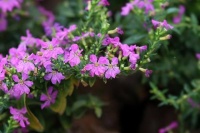 它是花卉界的“小强”，四季都能开花，耐阴又耐晒，还能当盆景