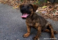 流浪小狗被撞身亡，同伴日夜守护寸步不离，见到有人微笑“求助”