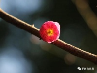罗西：尽量更高级地活着｜名家阅读