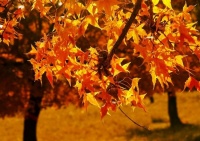 初九寒枝喜鹊归，梅花香露醉心扉（诗词六首）