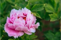 牡丹的传说故事第一章，龙池牡丹王封：牡丹成就花王的历程