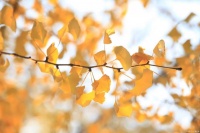 这五种人，命最好，福气最好