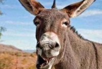 俗语“草驴十年买，叫驴十年卖”才知道不仅是公母区别，解锁启发