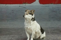 农村俗语“再穷不卖看家狗, 再富不忘结发妻”, 说的是什么意思