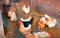 俗语：西北的恶云长，冰雹就在后晌，老祖宗谈天气，准吗？