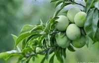 俗语“桃养人, 杏伤人, 李子树下埋死人”啥意思 你可能理解错了