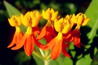 飘叶引蝶“马利筋”，马利筋科普