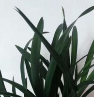 养殖兰花的环境选择比较