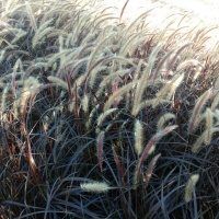 八阵总述，诗经以读