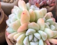 养多肉植物要善用铺面石，不起眼的小石子，能支撑起多肉开花！