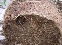 养花不换盆？你的盆栽早晚都得死！