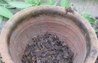 养花不用买土买肥，用这招儿，盆土肥沃、简单易学还省钱！