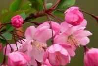 养花小技巧，小苏打对于养花的妙用