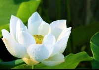 入念佛三昧缺一不可吗？