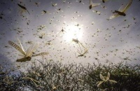 印度又开挂了？去年4000亿只蝗群咋消失了，专家：看看他们咋做的