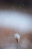 等一场雪，等一个人回