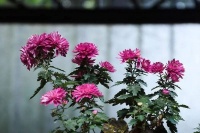 朗诵：岁末年初，共赴美好