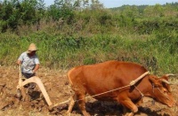 俗语：4大紧，4大松，4大嫩，4大蔫，都是啥？老祖宗智慧高