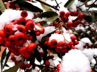 千树开琼花，瑞雪迎新年