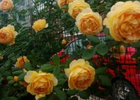 2020，春去秋来，花谢花开，3星座痴缠旧爱，渴望再续前缘