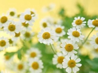 心态决定命运，简单照就幸福