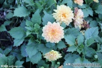 夏震｜|“不登展馆不居室，野外荒郊砺品质”诗词赋（金榜头条）