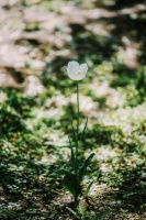 善良的人总是快乐，感恩的人总是知足