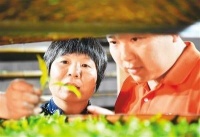 武夷茶香 三代传承（海归图志）