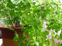 年底了，家里养几盆绿植，四季常青寓意好