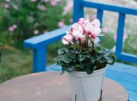 养仙客来盆栽，紧抓4个关键环节，花苞早开放